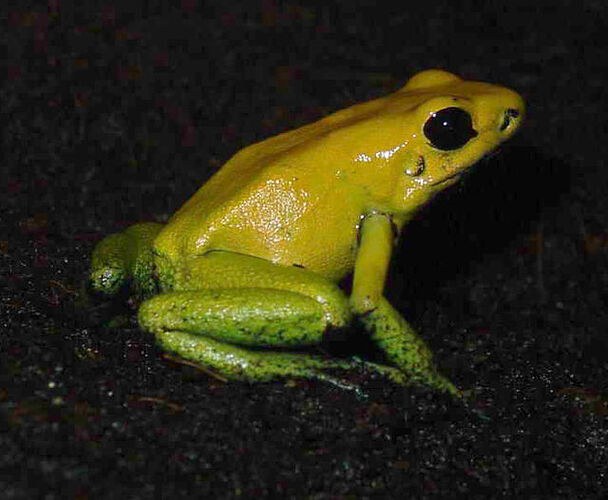 Phyllobates_bicolor_frog_on_soil